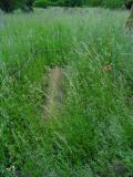image of grave number 570206